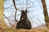 SCOTTISH TERRIER 075